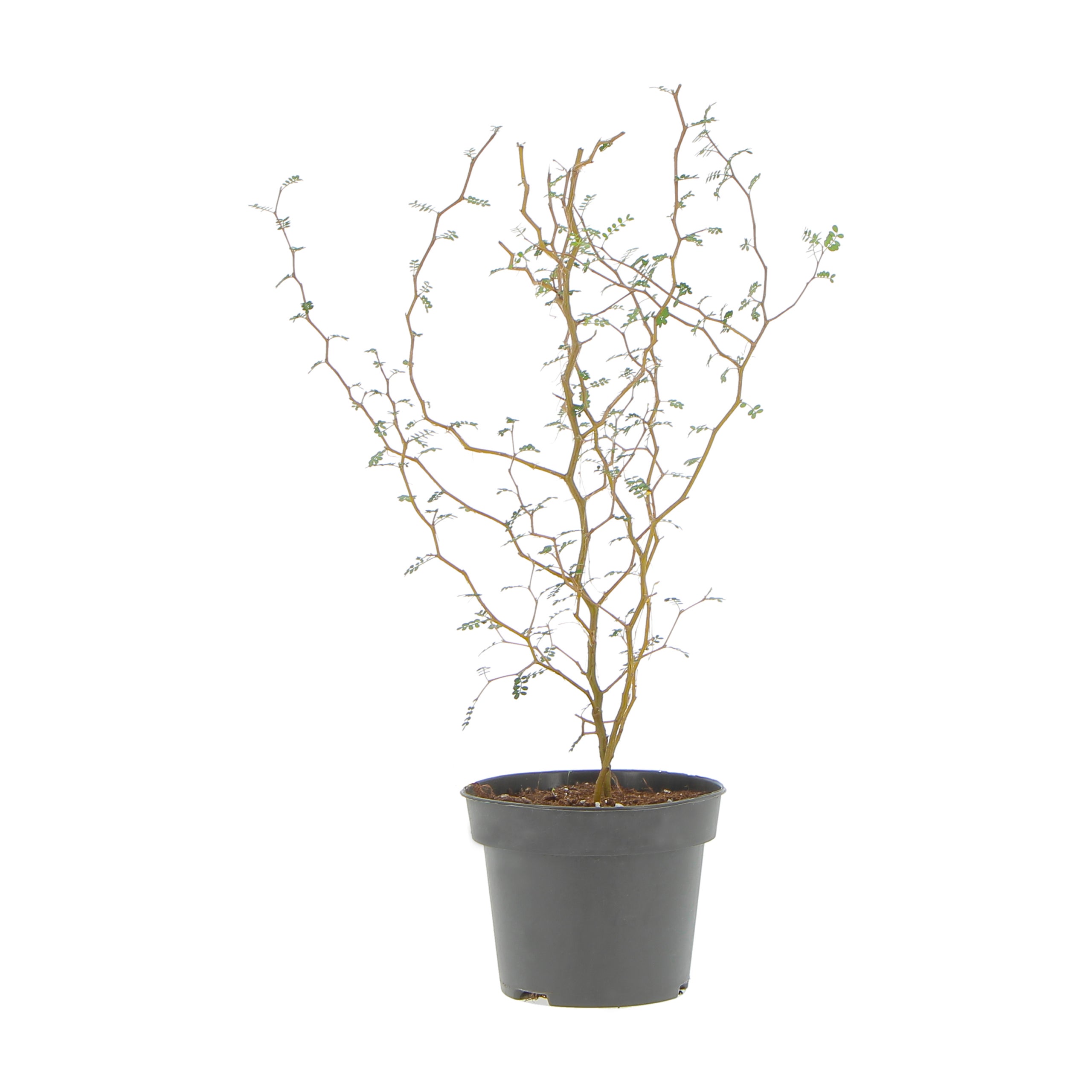 Vivai Le Georgiche – Sophora Little Baby Vera Pianta In Vaso 13 Cm, Arbusto Sempreverde Per Bonsai E Giardino