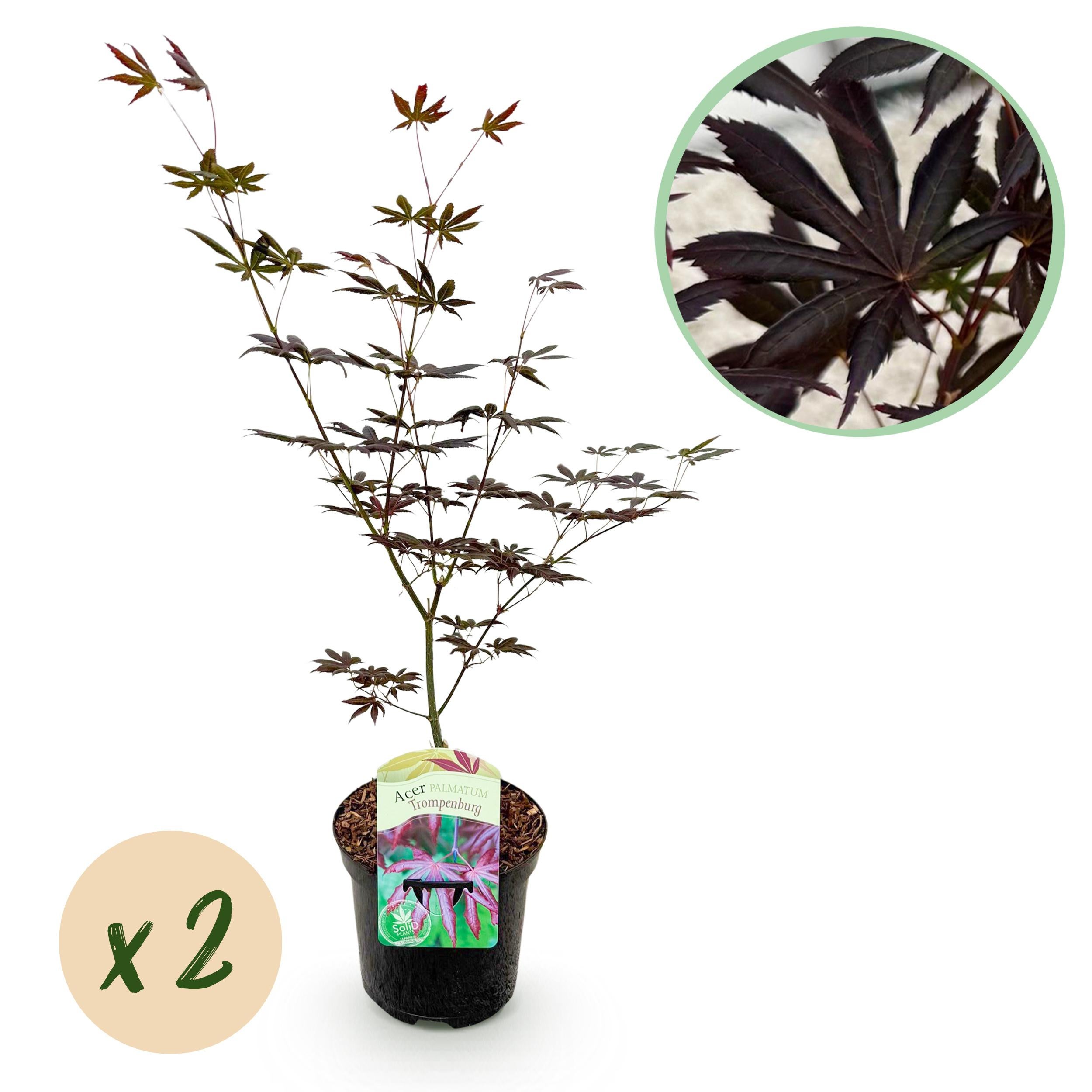 Green boutiQ Klon Japoński Acer palmatum Trompenburg – 2 rośliny – Doniczka 19 cm – Wysokość 70 cm