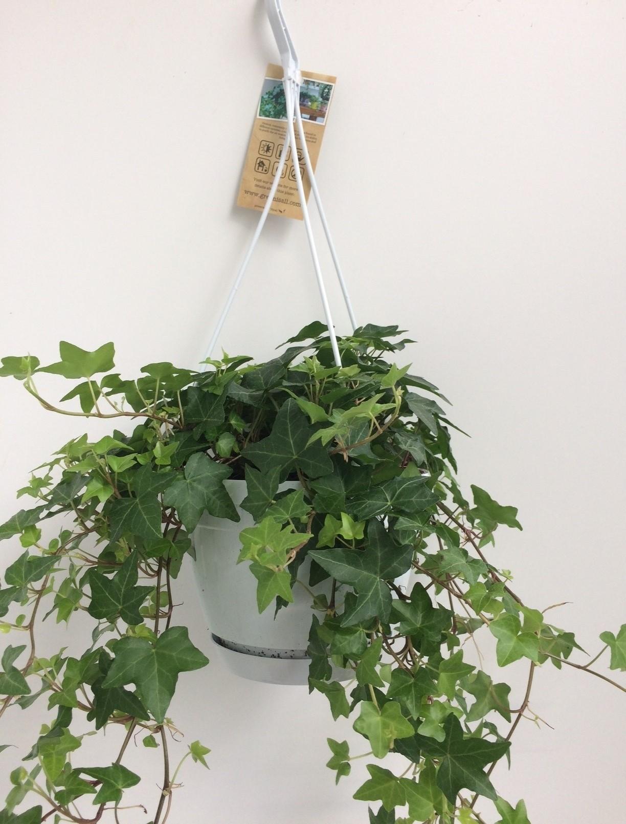 Hedera Helix Groen - Bluszcz w białej wiszącej doniczce Ø17cm - Roślina łatwa w pielęgnacji i oczyszczająca powietrze