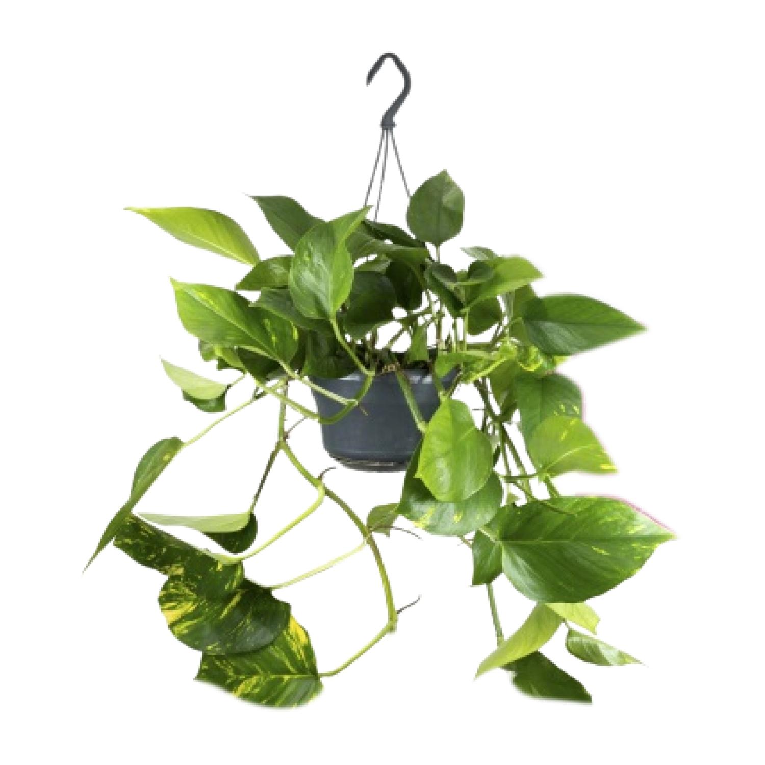 Epipremnum Aureum - Roślina doniczkowa - Doniczka Ø15 cm - Wysokość 25 cm