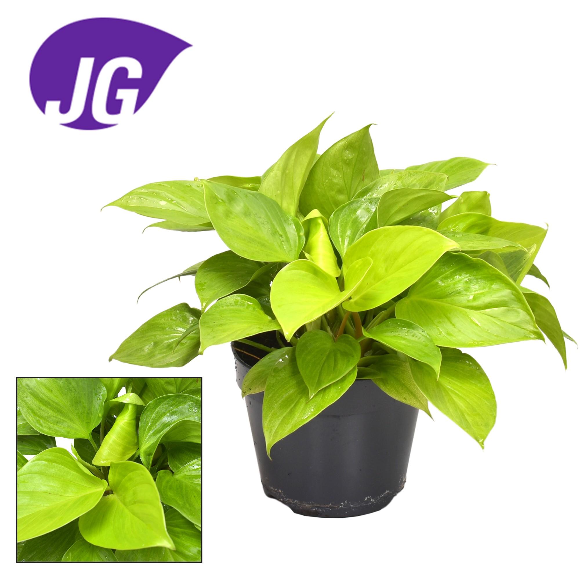 Homalomena Lemon Lime - Roślina doniczkowa o limonkowych liściach - Doniczka Ø15cm - Wysokość 30cm