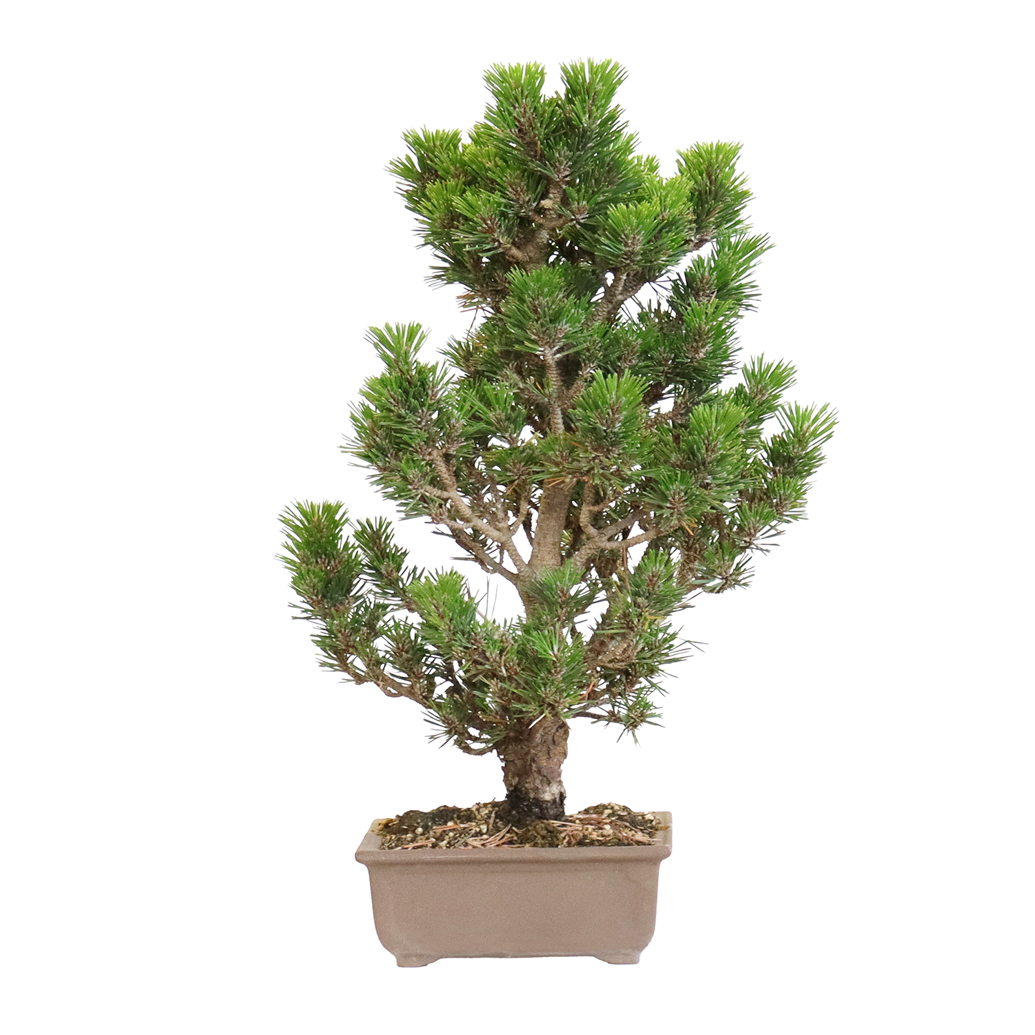 Bonsái De Enebro Kishu (Juniperus Chinensis) | Planta Real Para Exterior | Maceta De Cerámica Incluida | Fácil Cuidado Para Terraza Y Jardín | Kentis