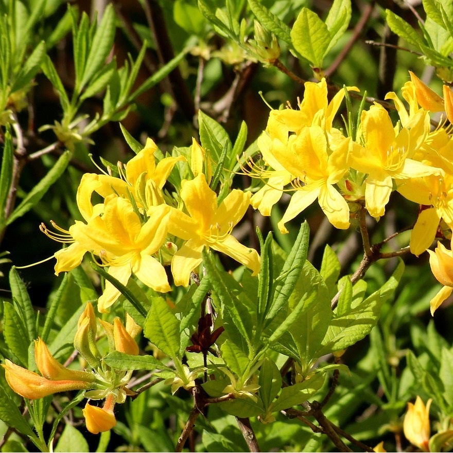 Azalée caduque mollis jaune - Azalea mollis Geel - 60-80 cm pot | Leroy ...