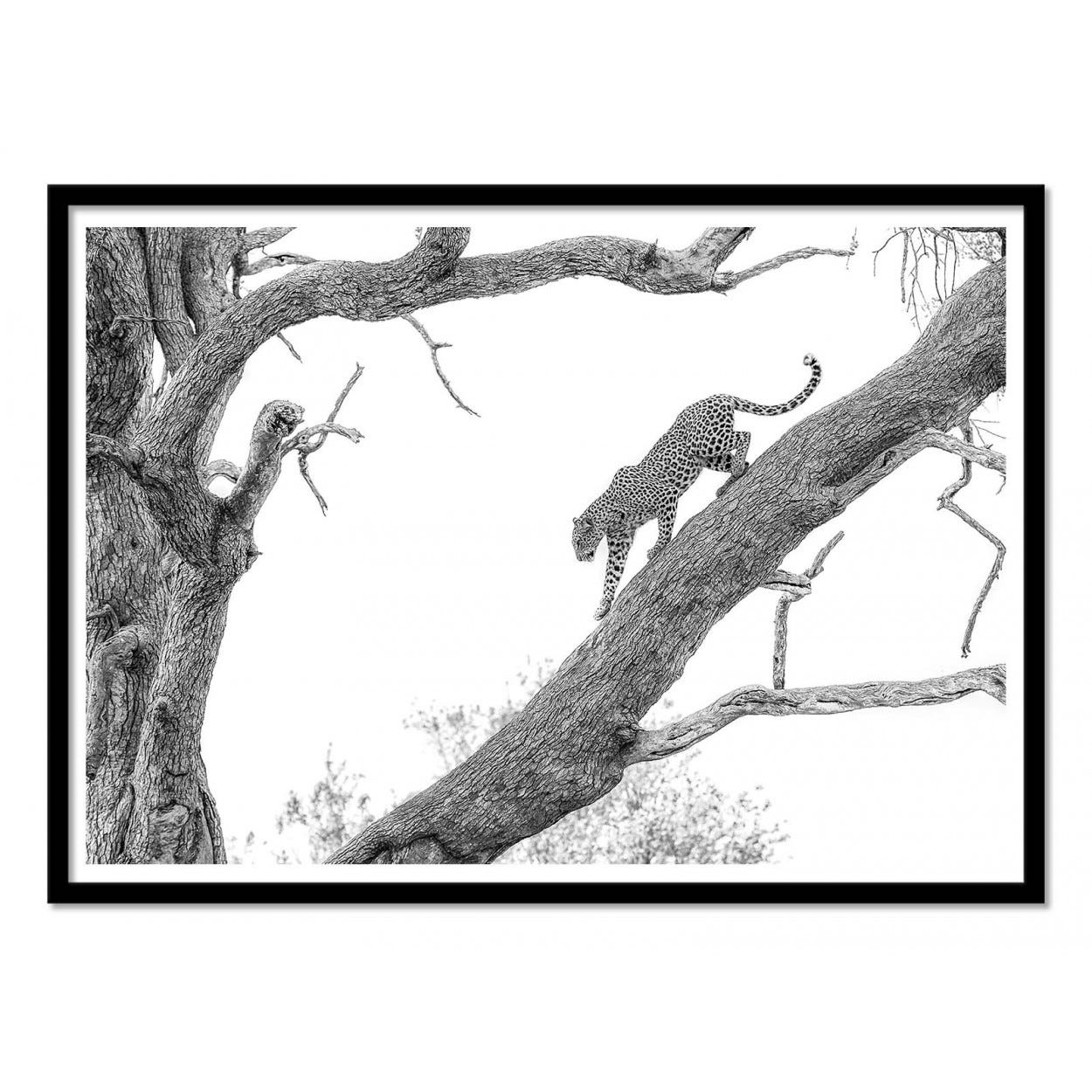 Affiche D art Et Cadre Noir 50 X 70 Cm High Key Leopard 1x Leroy leinwand-ca-50-x-70-cm-art-1136787-kik-onlineshop