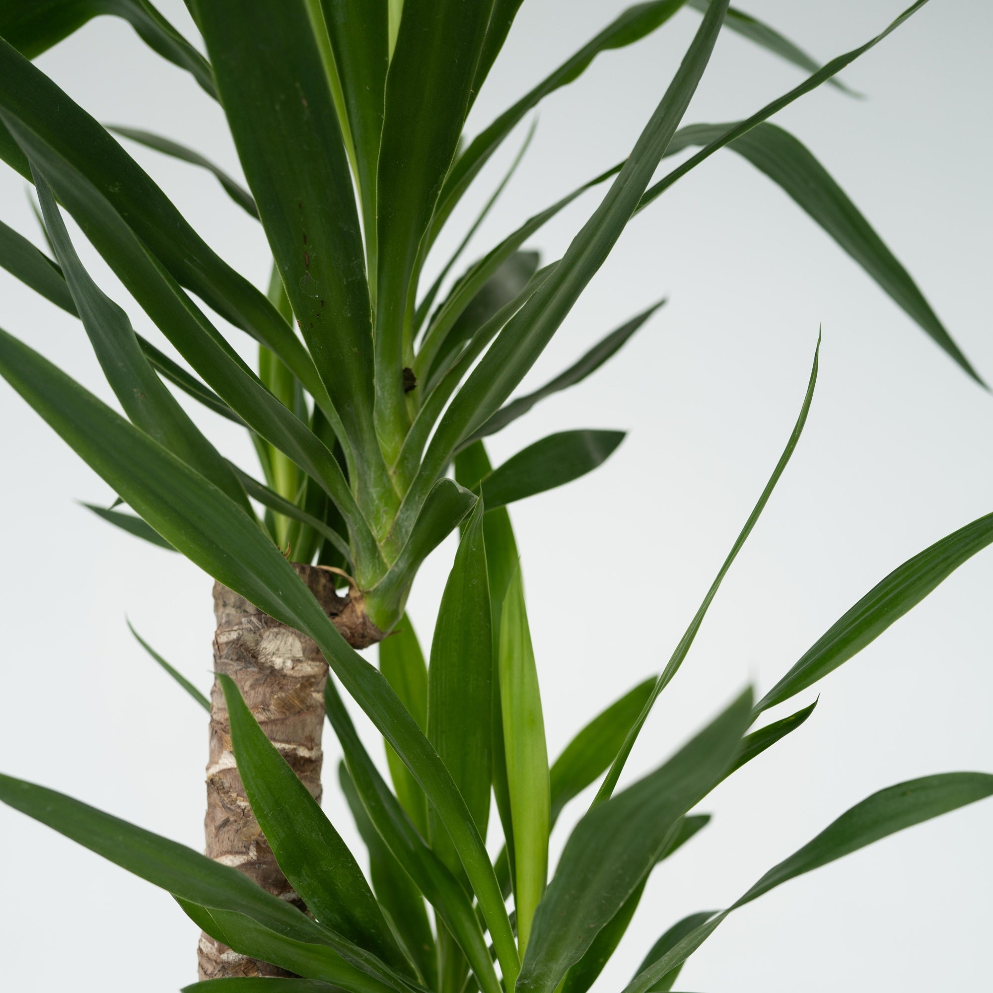 Pied d'éléphant - Yucca elephantipes - Hauteur 130-140cm - ⌀24cm - 4