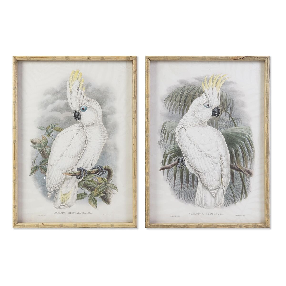 Cuadro dkd home decor 50 x 2,8 x 70 cm colonial loro (2 unidades)