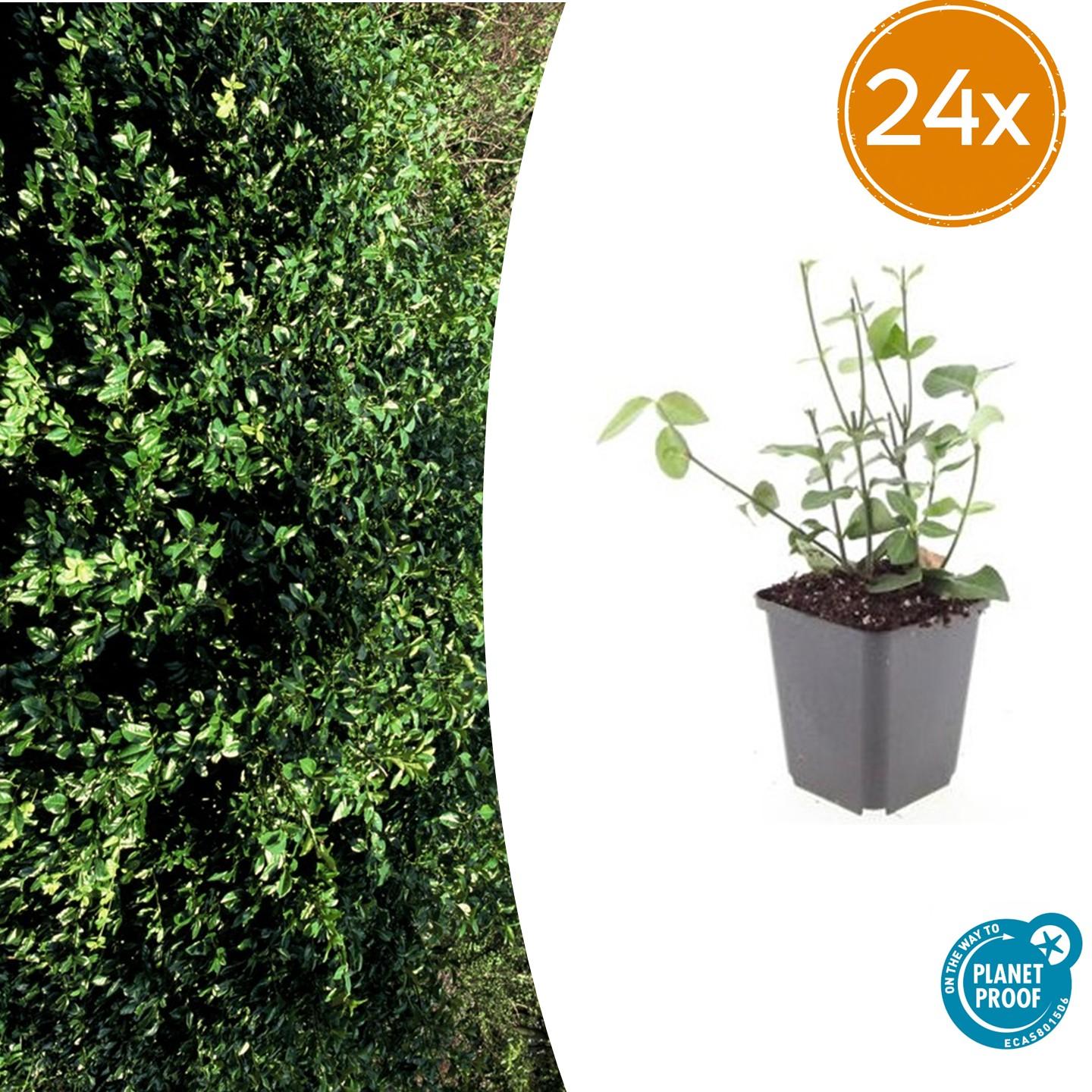 24x Euonymus Fortunei Charcoal 'Coloratus' | Doniczka Ø9 cm | Wysokość 10-25 cm – MOSELOTA Green