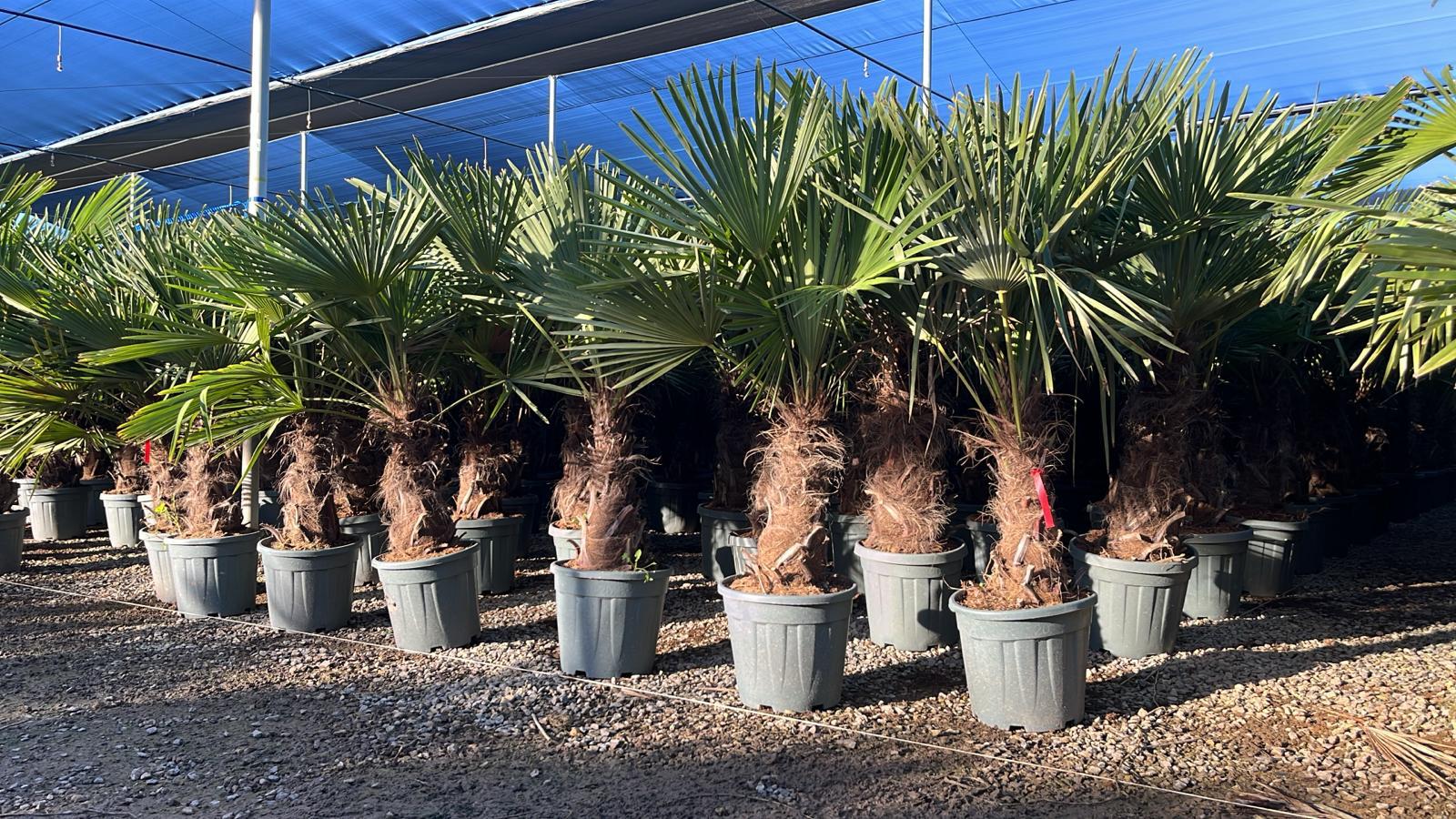 Sunny Tree - Palmier - Trachycarpus Fortunei - Palmier en éventail de Chine - Palmier à chanvre - 140-160 cm Pot compris - Hauteur du tronc 40-50 cm - 3