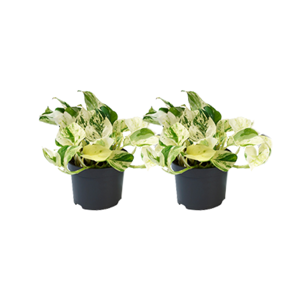 Epipremnum Happy Leaf 2 szt. - Roślina Pothos dekoracyjna z liśćmi sercowymi zielono-żółtymi, łatwa w pielęgnacji