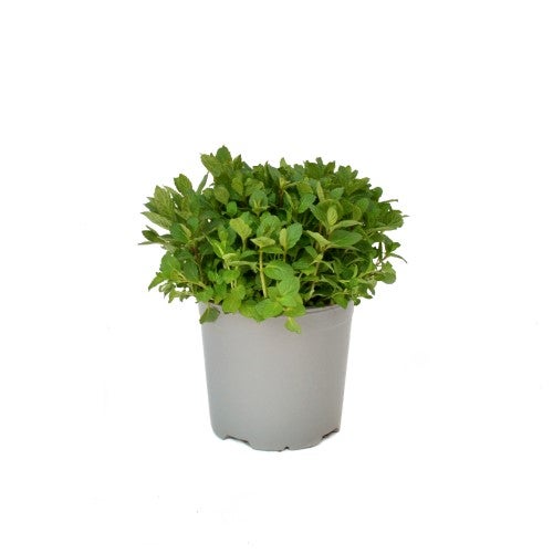 Menta Mix Cespuglio 14 - Pack da 4 - 4