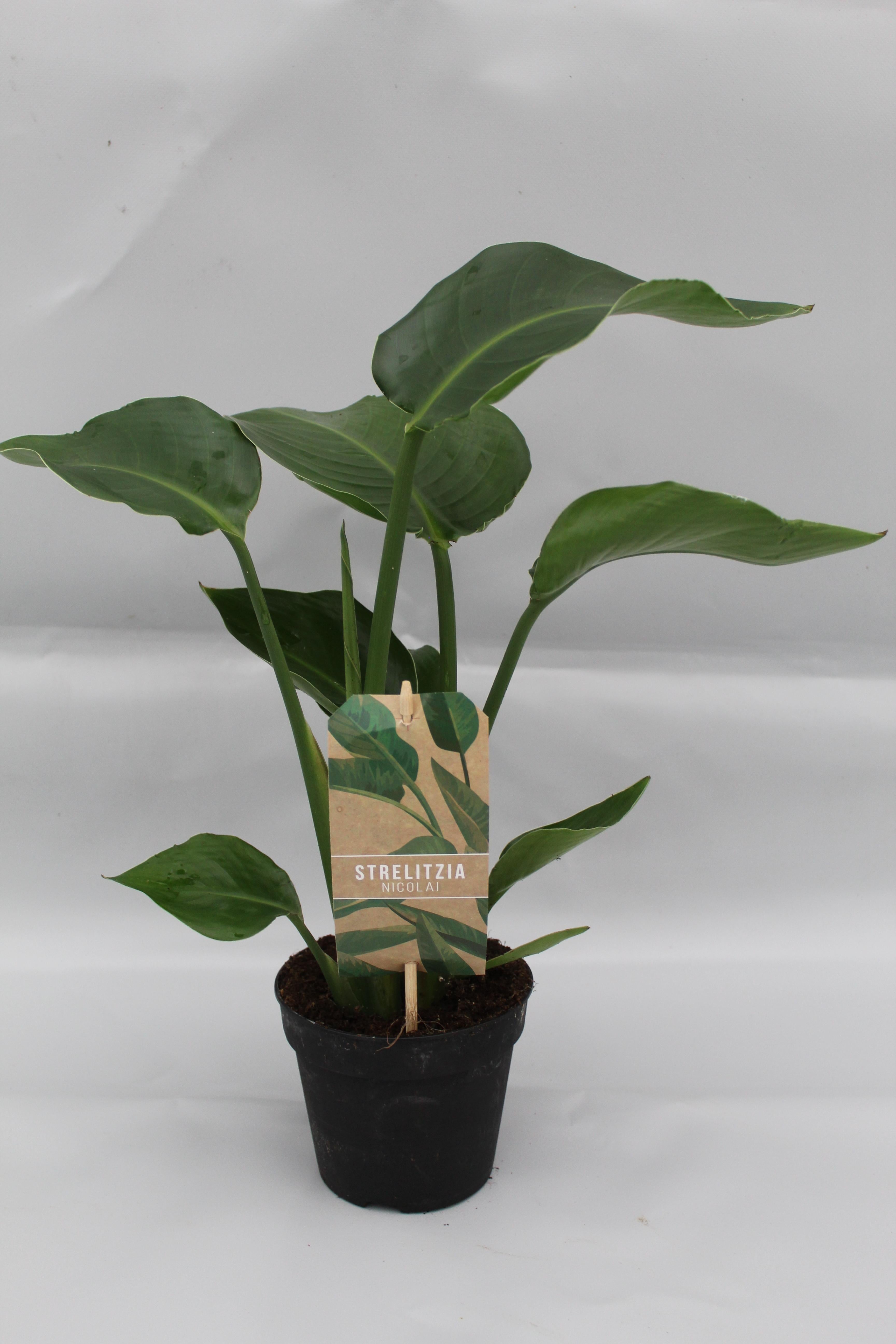 Strelitzia Nicolai P13 – Roślina doniczkowa dekoracyjna Ø13cm W35cm, zielone liście