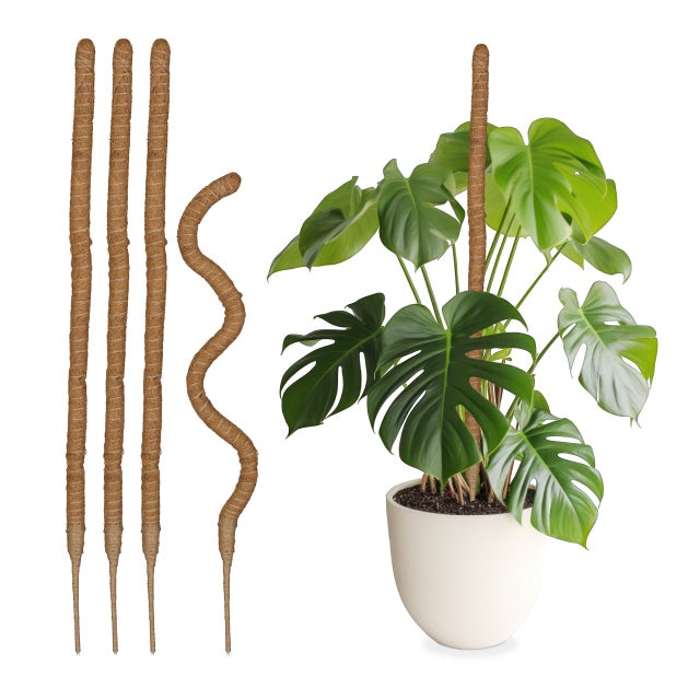 Tuteur fibre de coco monstera au meilleur prix | Leroy Merlin
