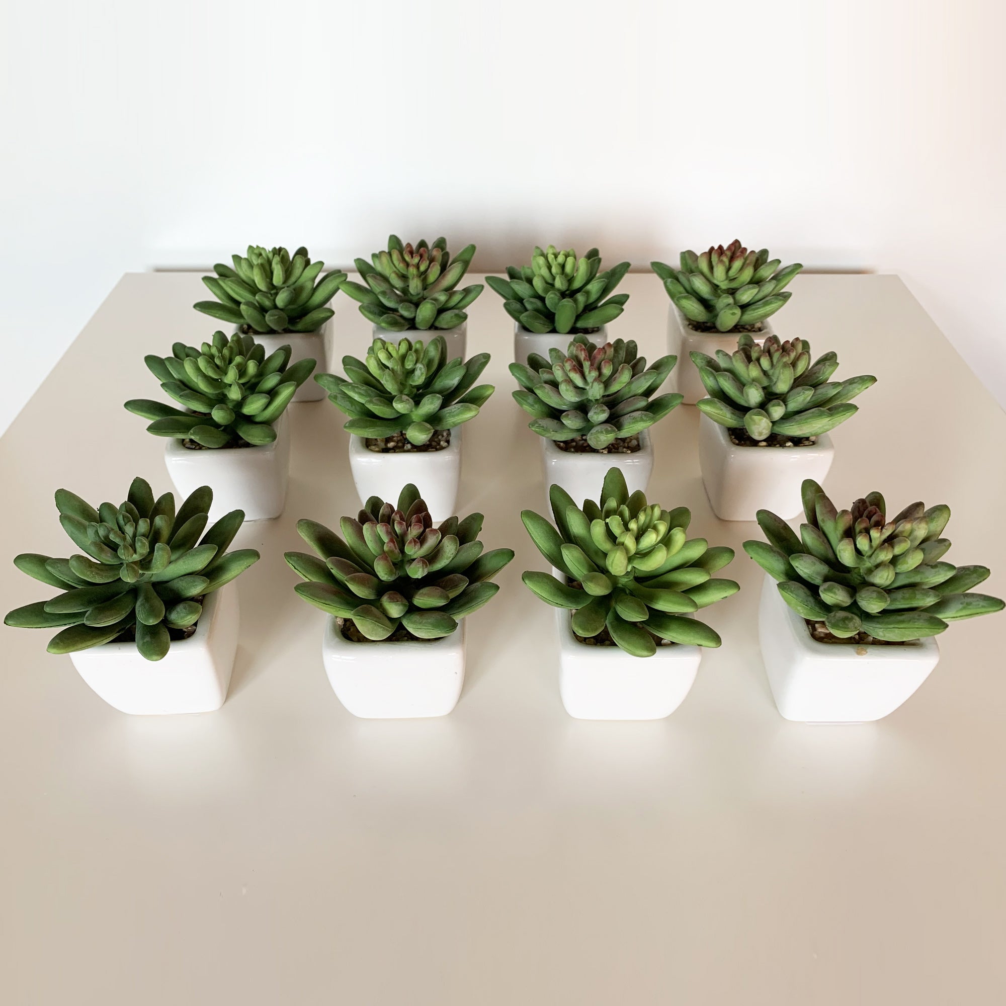 WELLHOME Confezione Di 12 Cactus Cardon Assortiti Con Vaso In Ceramica – Set Da 6 Piante Grasse, Altezza 17 Cm, Decorazione Casa