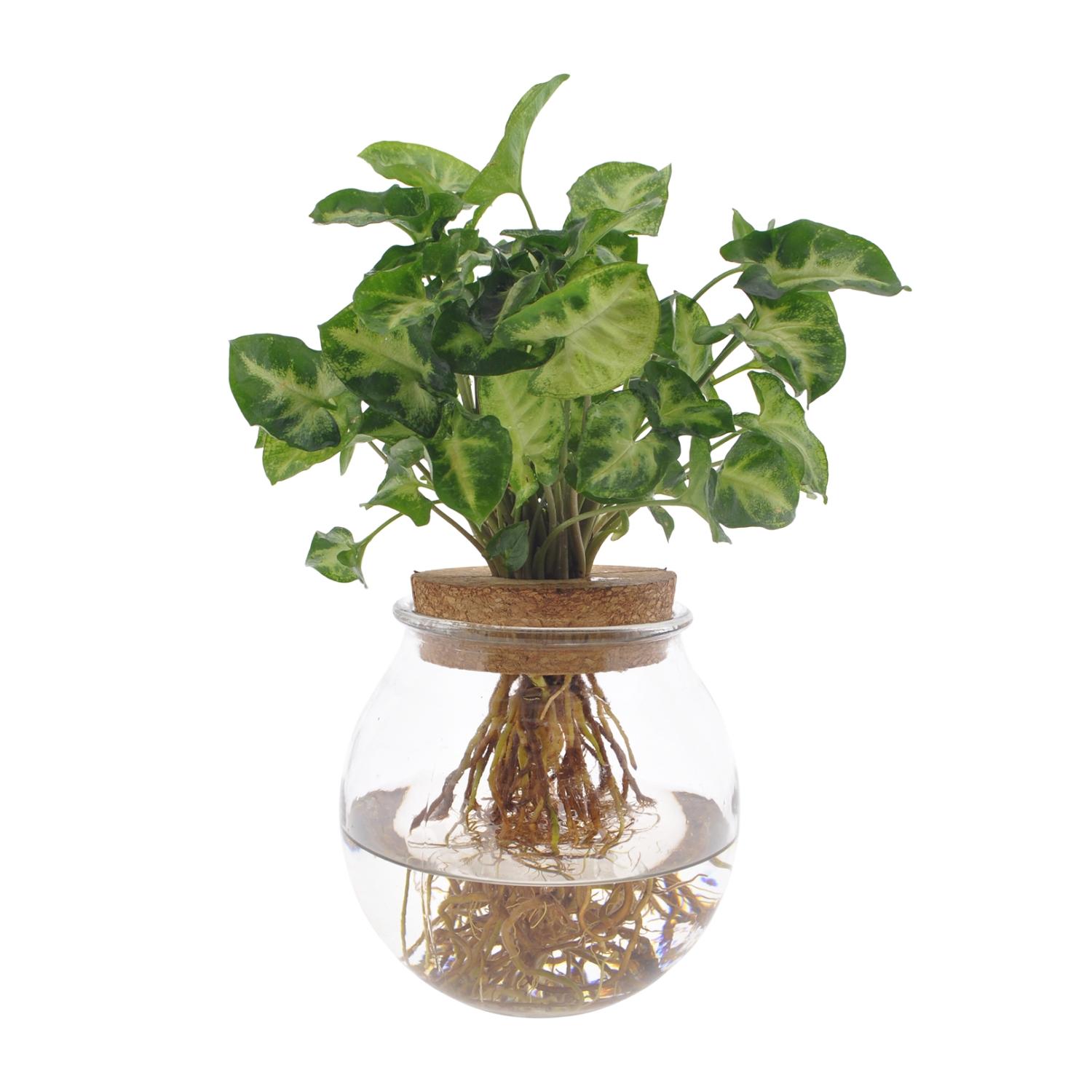 Syngonium Pixie hydroponiczne - 12 cm - 30 cm, dekoracyjna roślina do wnętrz