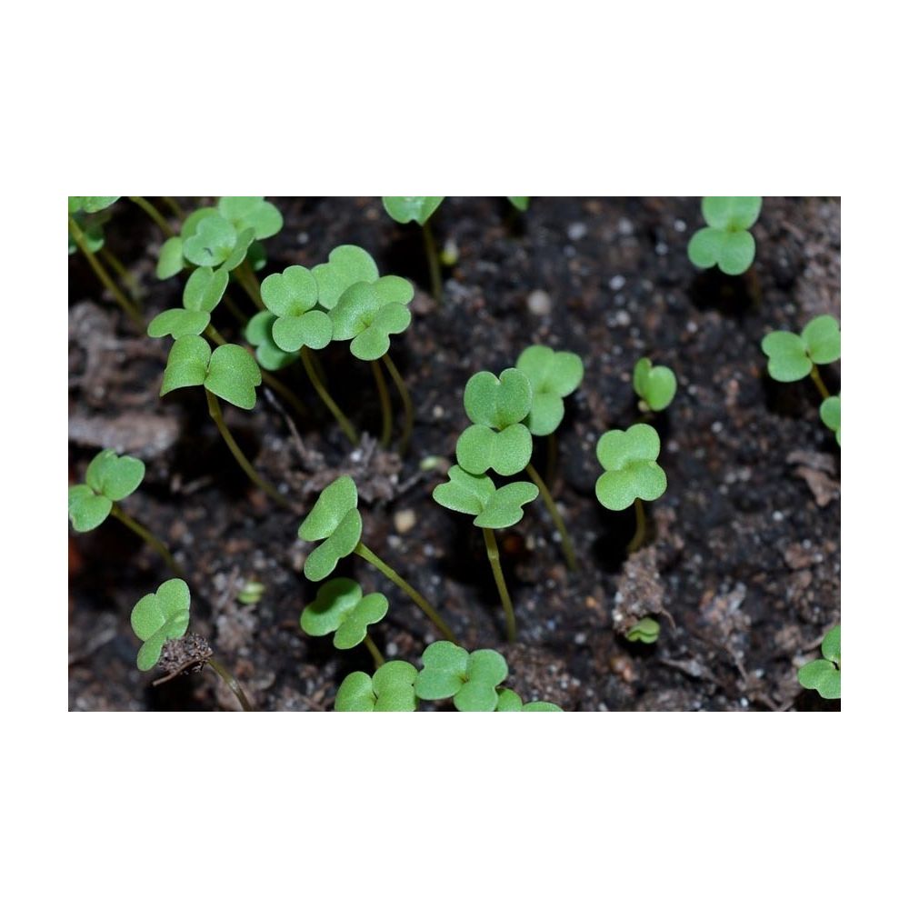 Terreau de semi UAB - Secret Vert - sac de 20L - 5