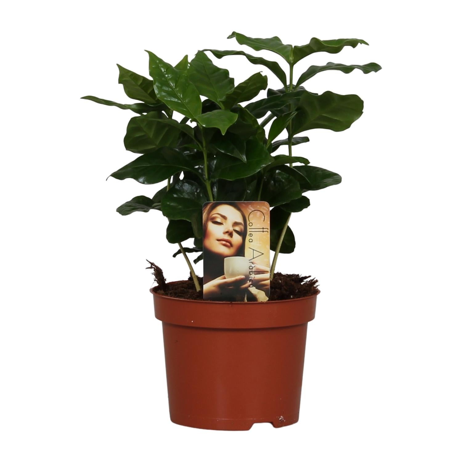 Coffea Arabica - Roślina doniczkowa 12 cm - Wysokość 25 cm