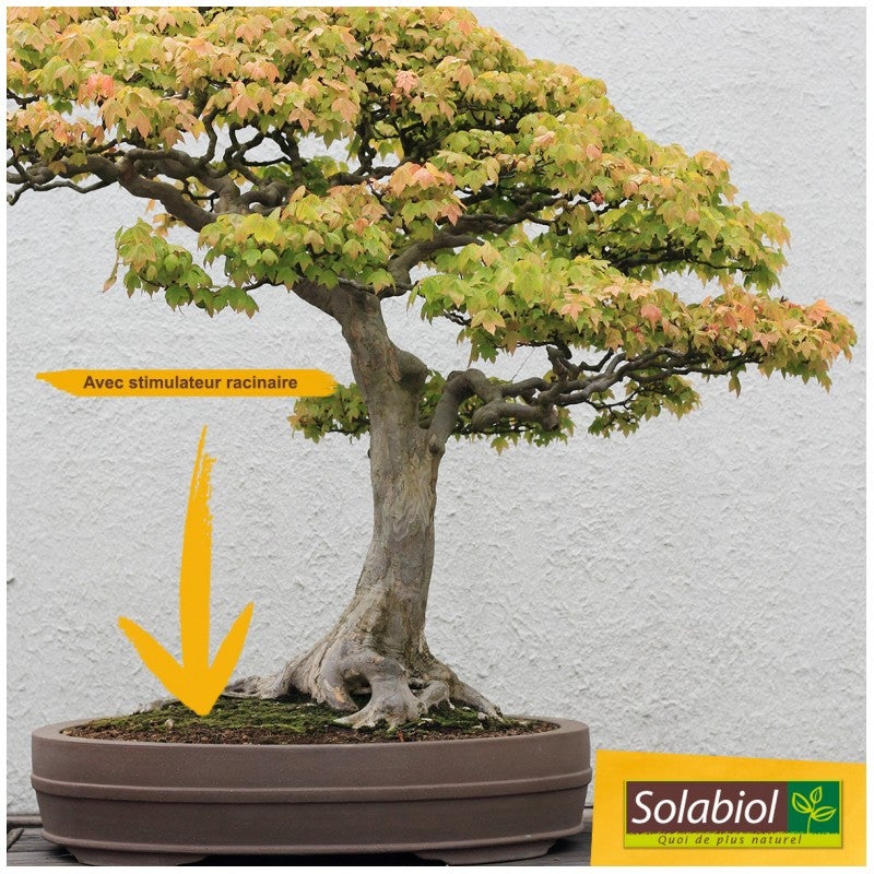 SOLABIOL TERBON6 - Terreau Bonsaïs - 5 mois de nutrition - 6L - Stimulateur Racinaire - Utilisable en Agriculture Biologique - 2