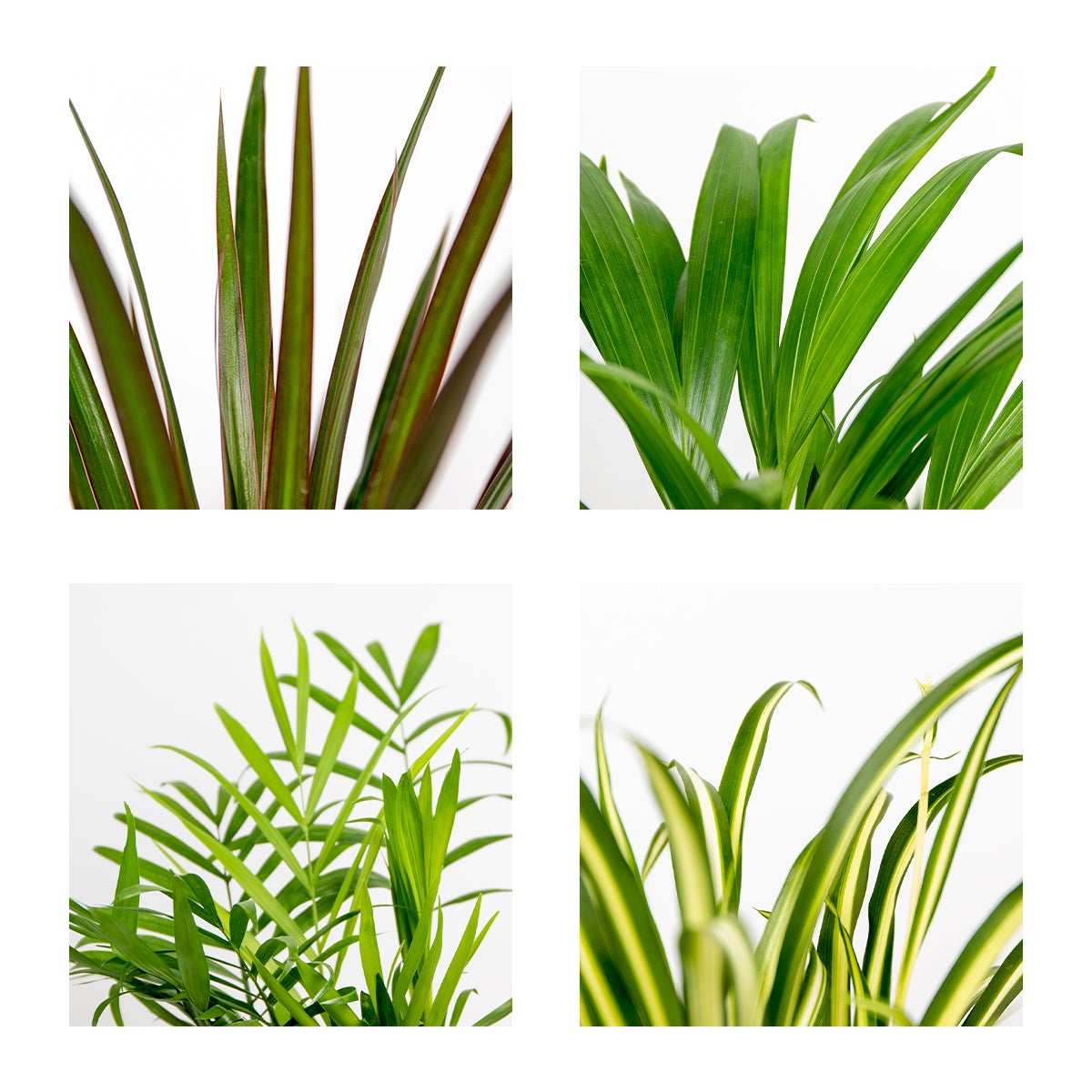 Lot de 4 - Mélange dépolluant - Dracaena, Dypsis, Chamaedorea, Chlorophytum - H. 20-40 cm - P. 12 cm - 7
