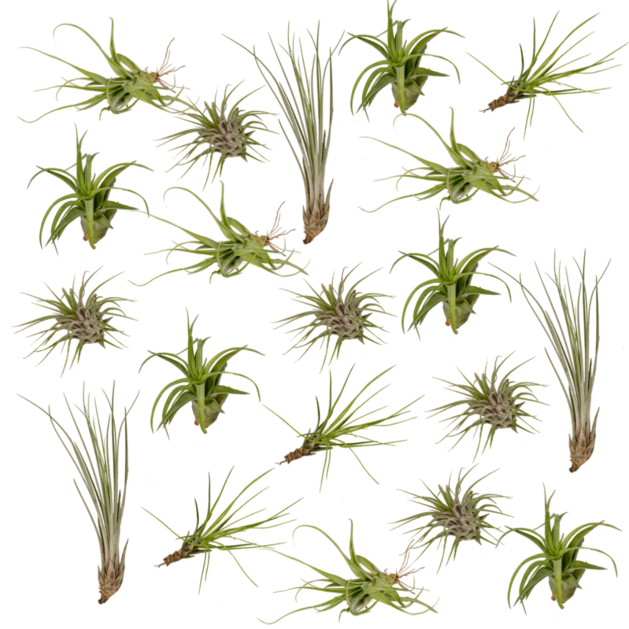 Everspring - Mix Tillandsia Air 20 szt. - Rośliny Powietrzne 6 cm | Ionanta, Argentea, Gardneri, Oaxacana
