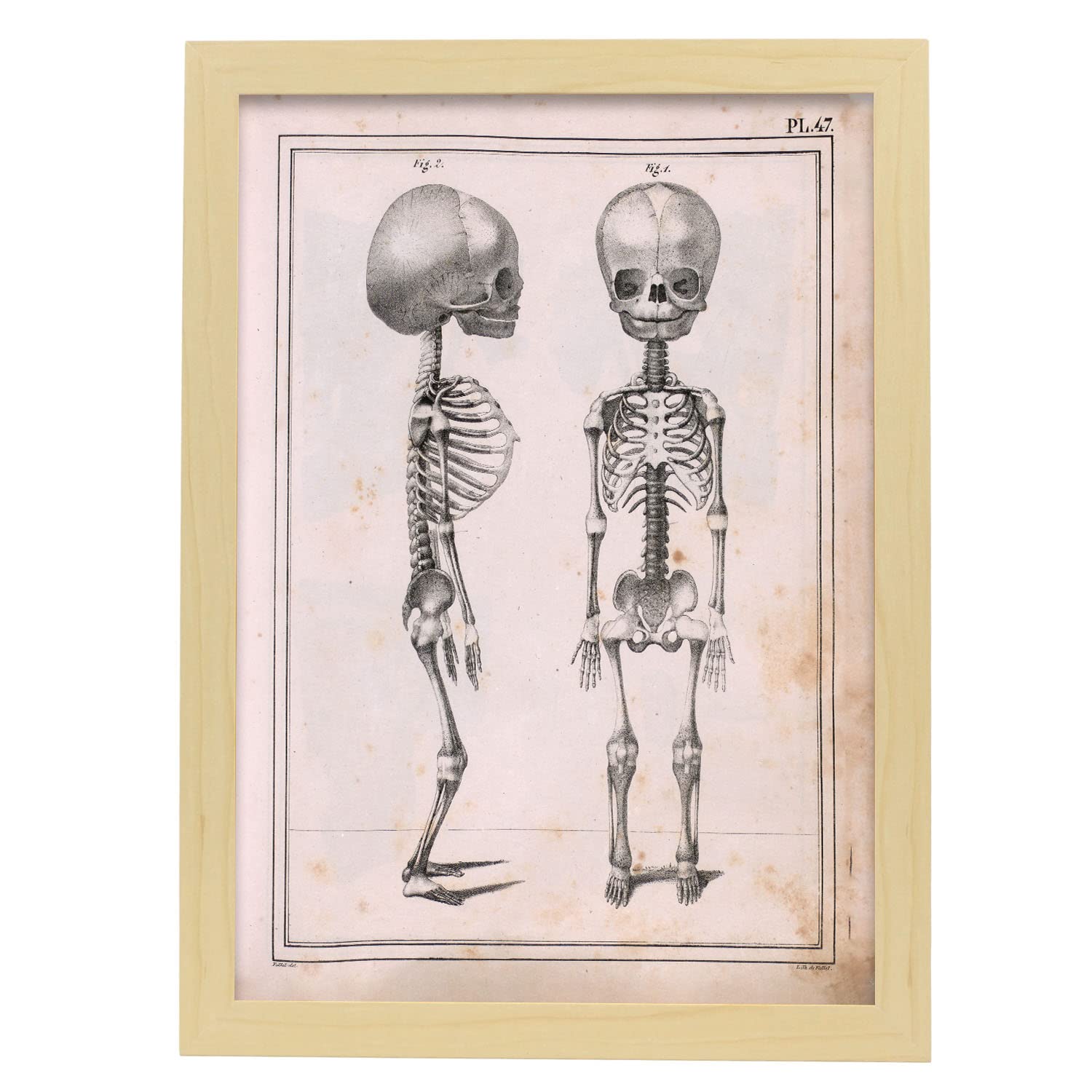 Nacnic póster de esqueleto infantil ilustraciones decorativas de anatomía y medicina en estilo vintage diseño y tamaño a3 con marco color madera