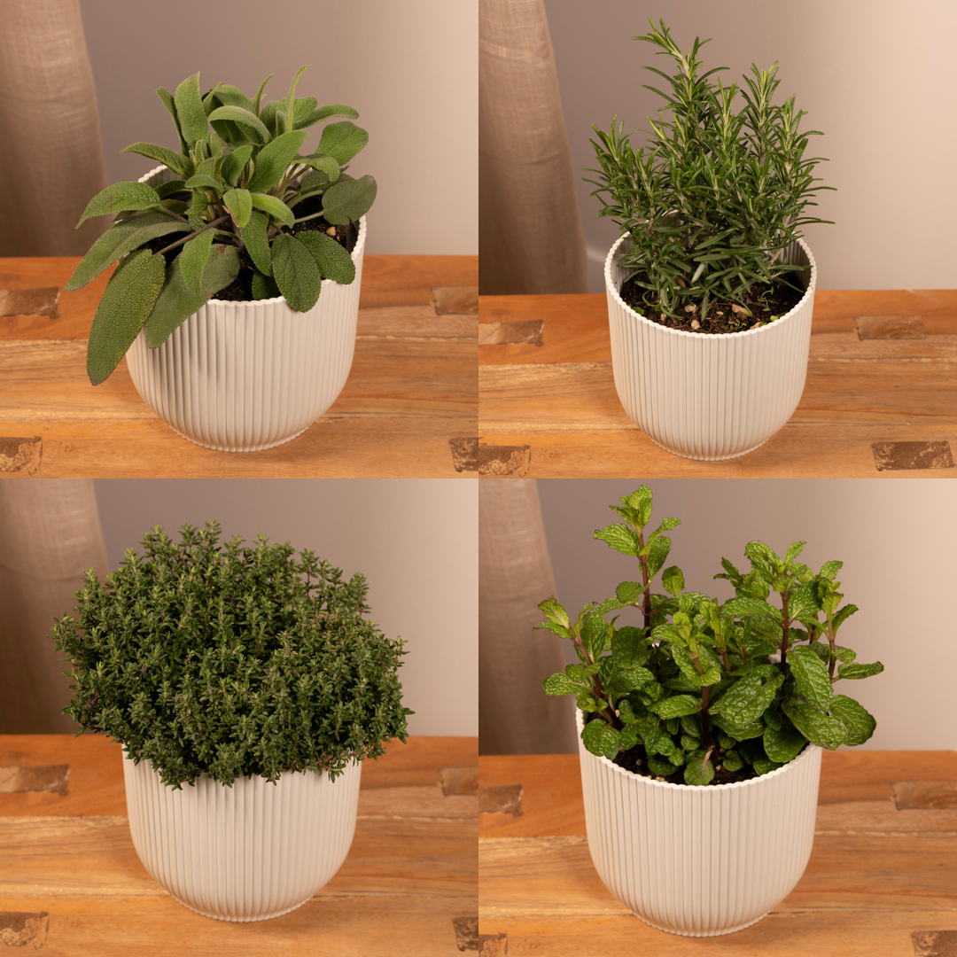 Mix Herbes Aromatiques - PROMO - 4 pièces - Ø14cm - H18cm– ComfortXL Green - 2