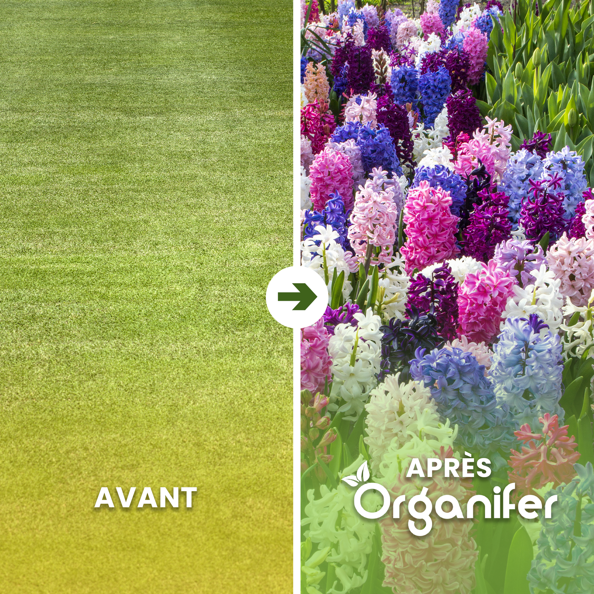 50 Bulbes De Jacinthes Mélange Coloré - Taille XXL 16/17 Cm, Parfumées, Floraison Printemps, Pour Jardins, Pots, Bordures - 10