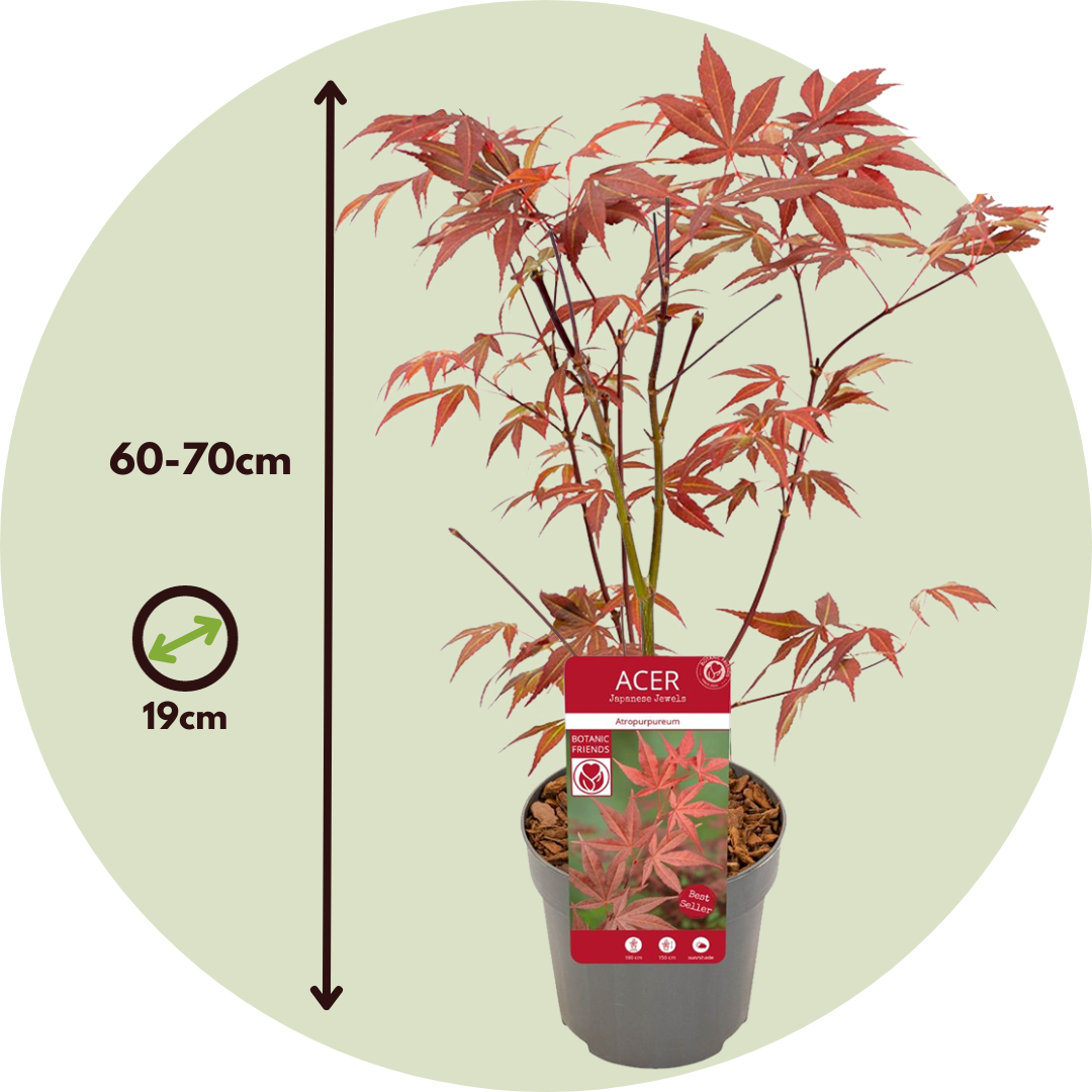 Érable du Japon - Acer palmatum 'Atropurpureum' - Hauteur 60-70cm - ⌀19cm - 2