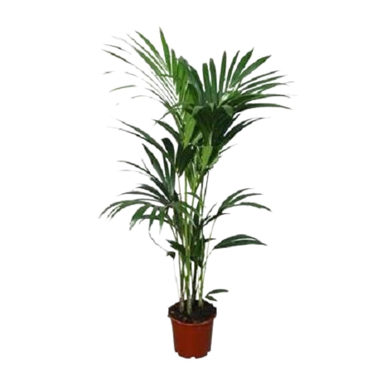 Howea forsteriana - Palma Kentia do wnętrz - Liście eleganckie - Doniczka Ø24 cm - Wysokość 120 cm