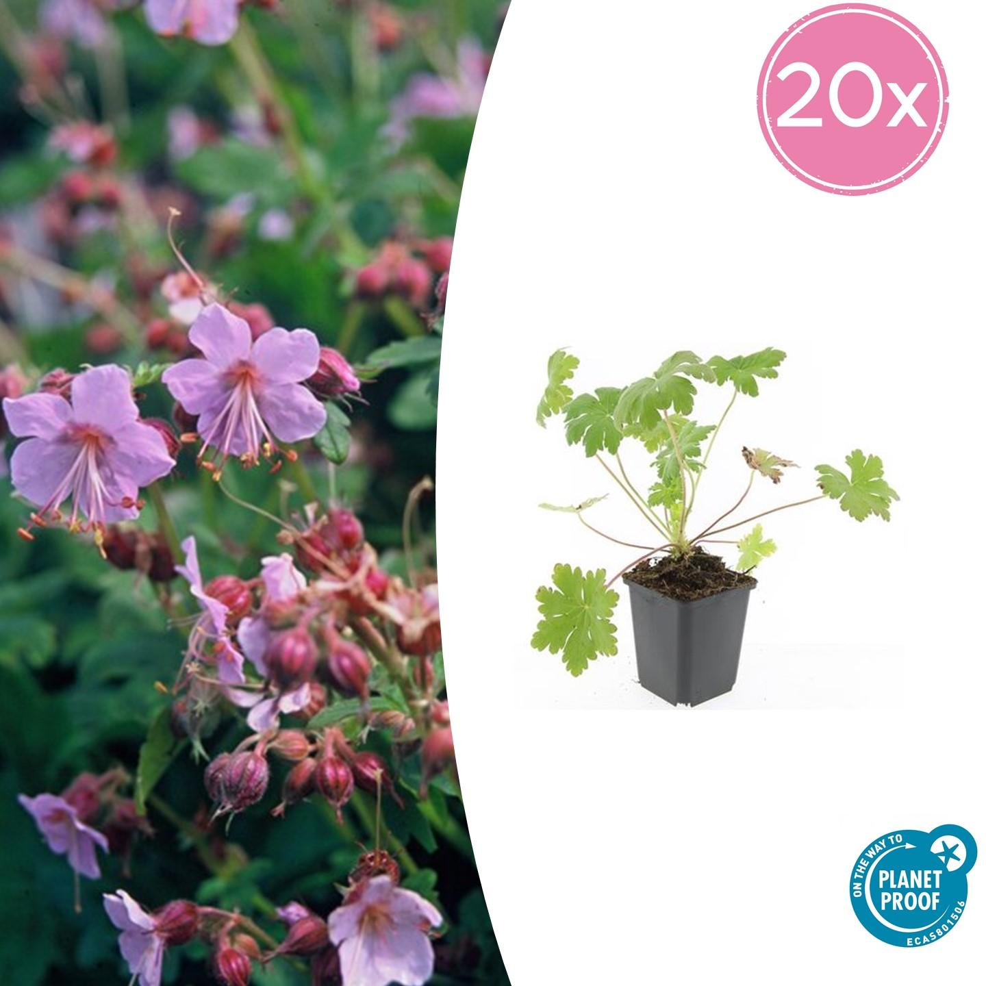 6 X Geranium Macrorrhizum (Geranio Becco Di Gru) - Piante Perenni In Vaso 9cm - Fiori Rosa, Coprisuolo Aromatico