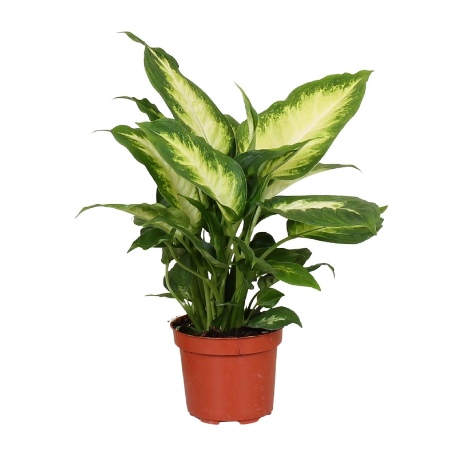 Dieffenbachia Camilla Ø12cm Wysokość 35cm - Roślina doniczkowa dekoracyjna