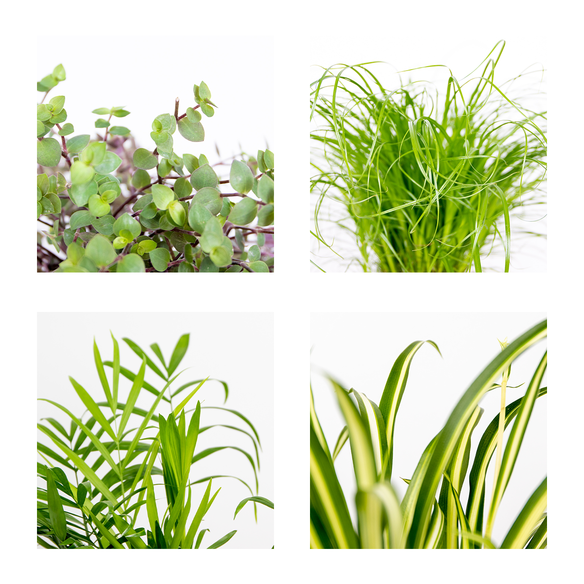 Lot de 4 - Mélange sans danger pour les animaux - H. 20-40 cm - P. 12 cm - 7