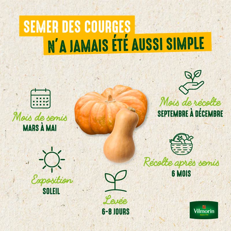 Courge Musquée de Nice à Fruits Longs - 3