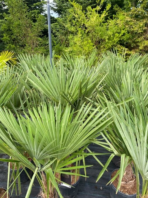 Sunny Tree - Palmier - Trachycarpus Fortunei - Palmier en éventail de Chine - Palmier à chanvre - 140-160 cm Pot compris - Hauteur du tronc 30-40 cm - 8