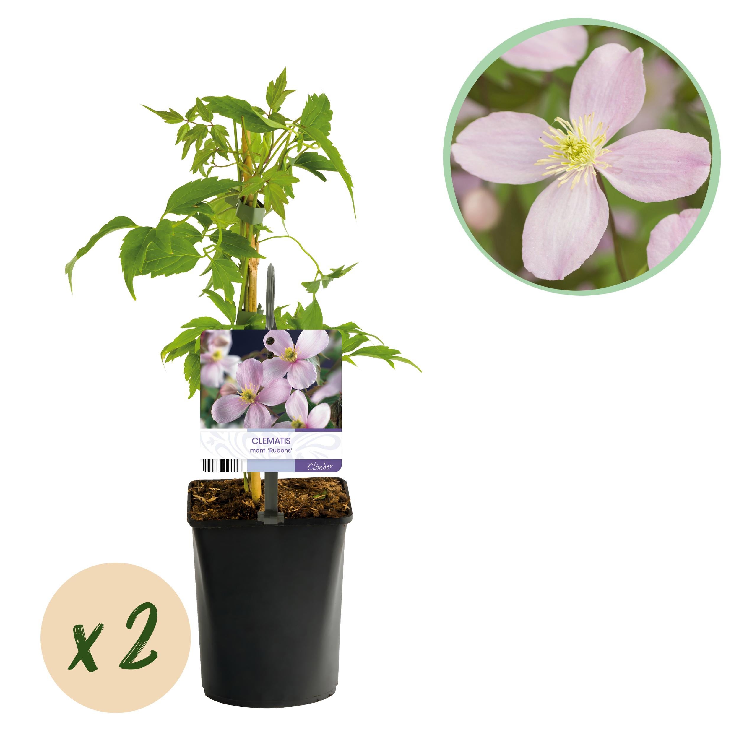 Clematis montana Rubens - Pnącze z różowymi kwiatami pachnącymi, wczesne kwitnienie, 2 rośliny, doniczka 11cm