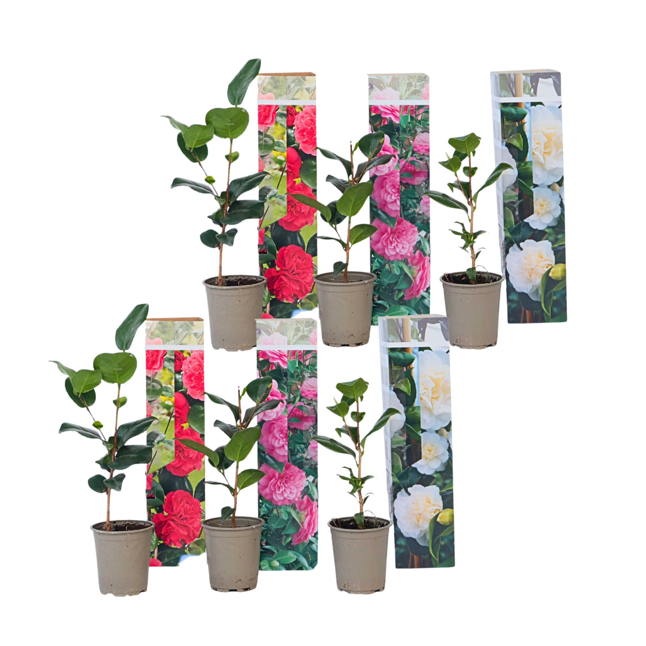 Camellia Mat main image 1