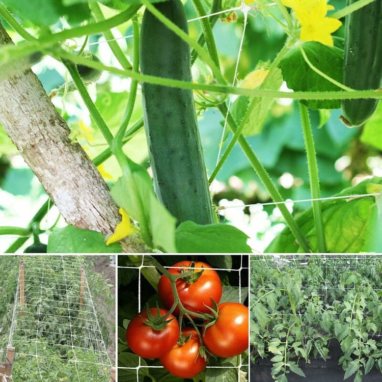 Filet pour plantes grimpantes, filet de treillis en polyester à grandes mailles, adapté aux tomates et aux raisins (4 x 4 pi) - 4