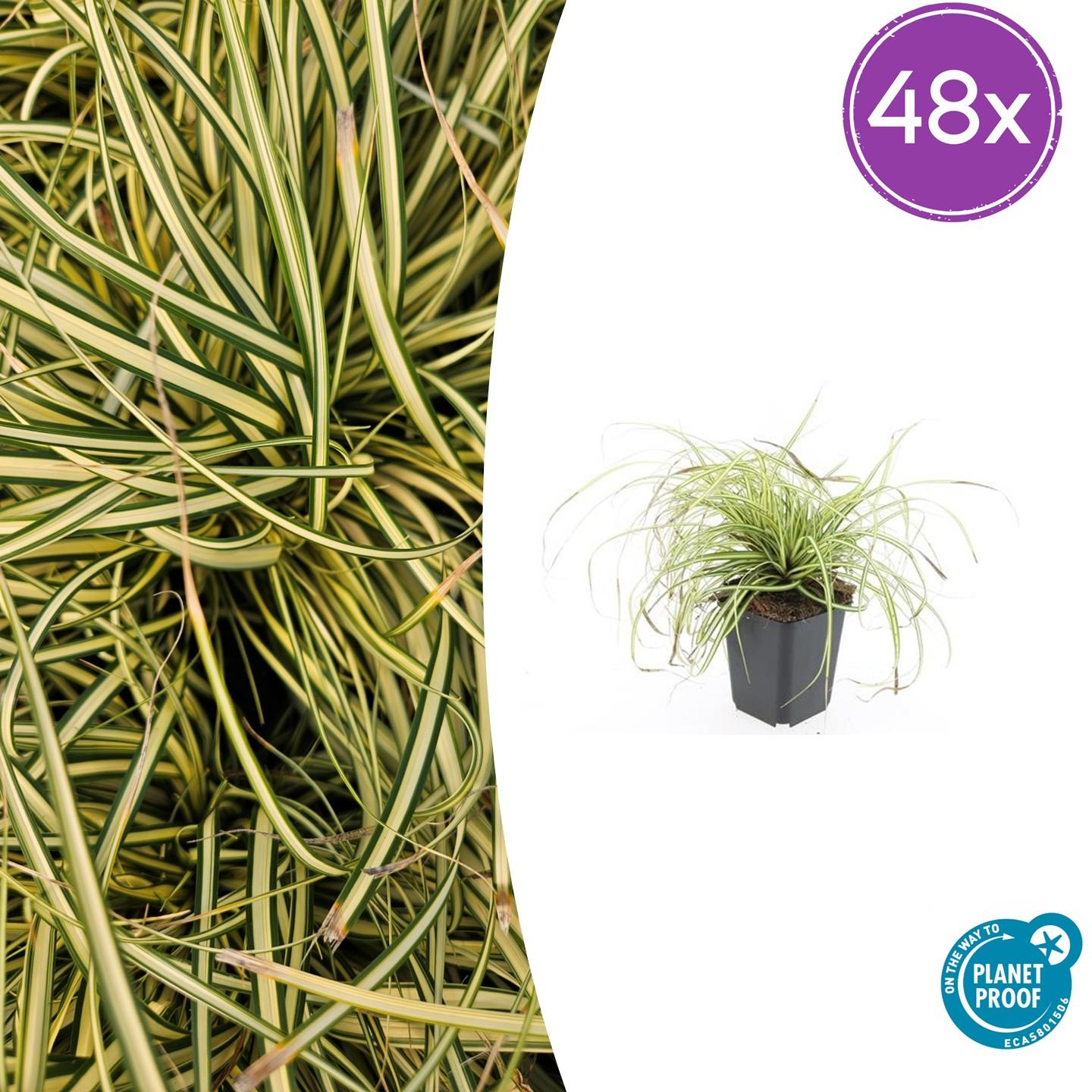 48x Turzyca złocista Carex oshimensis 'Evergold' | Doniczka Ø9 cm | Wysokość 10-25 cm – MOSELOTA Green