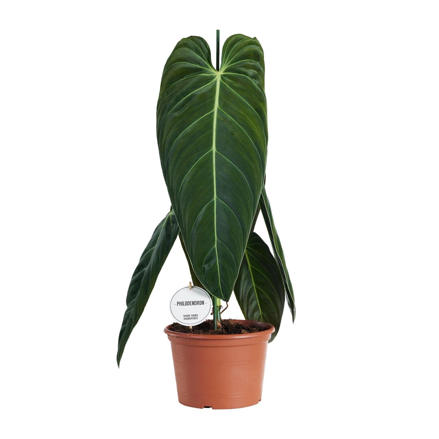 Philodendron Melanochrysum - Tropikalna roślina doniczkowa - Doniczka Ø21cm - H75cm