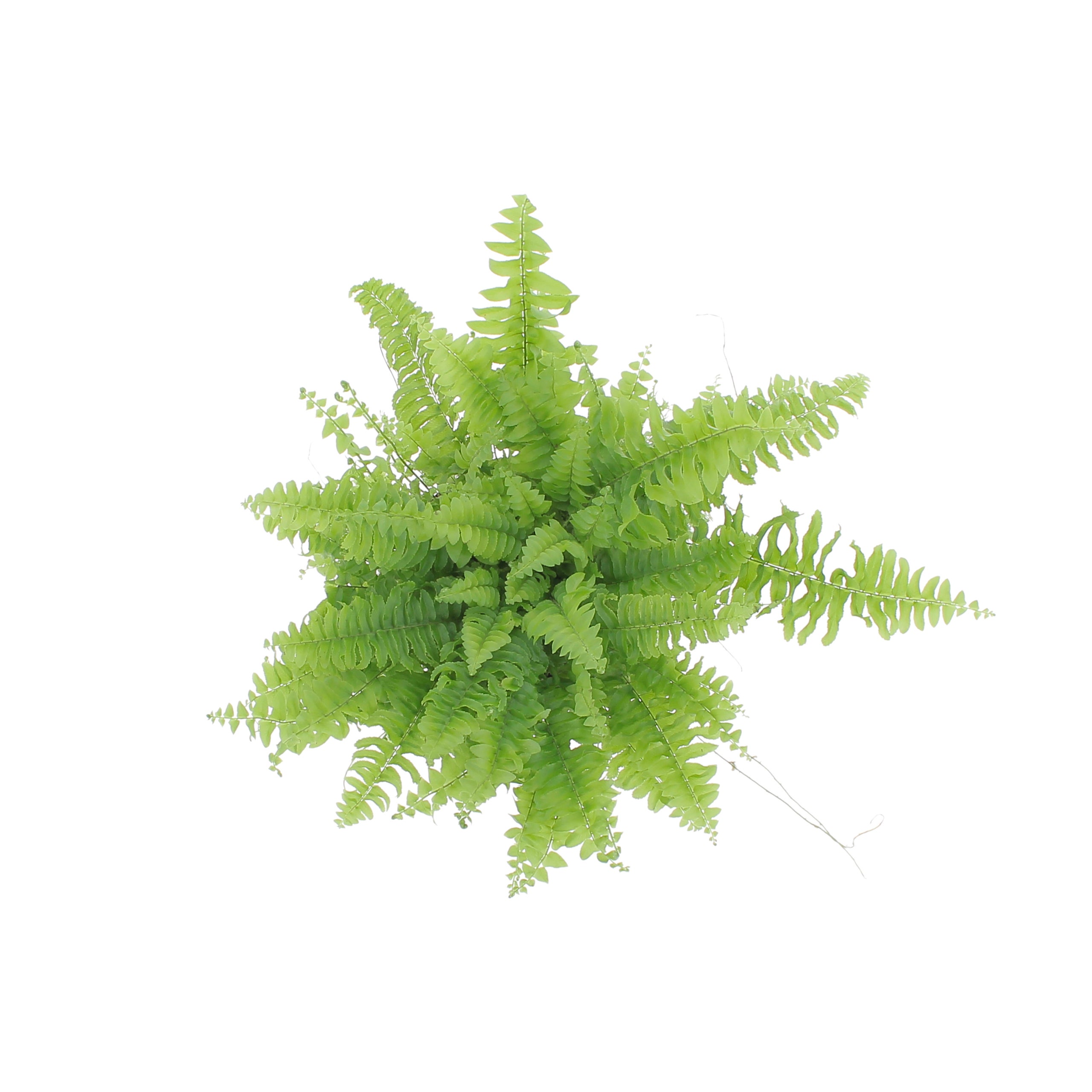 KENTIS - Nephrolepis Exaltata Green Lady - Felce Pianta Purifica Aria da Interno - H 20-30 cm Vaso Ø 12 cm - 4