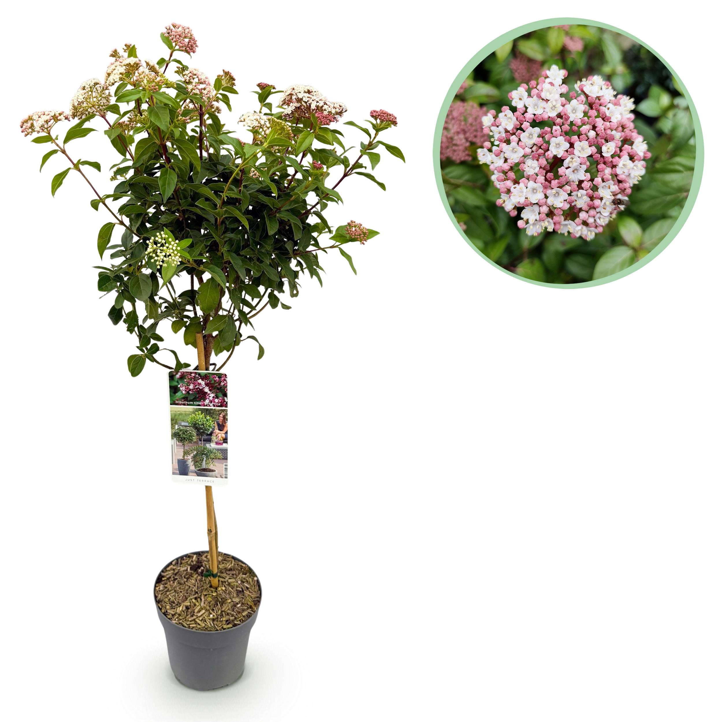 Green boutiQ – Roślina na pniu – Viburnum tinus Eve Price – Roślina tarasowa – Zimozielona – Kwiaty biało-różowe – Doniczka 19 cm wys90 cm