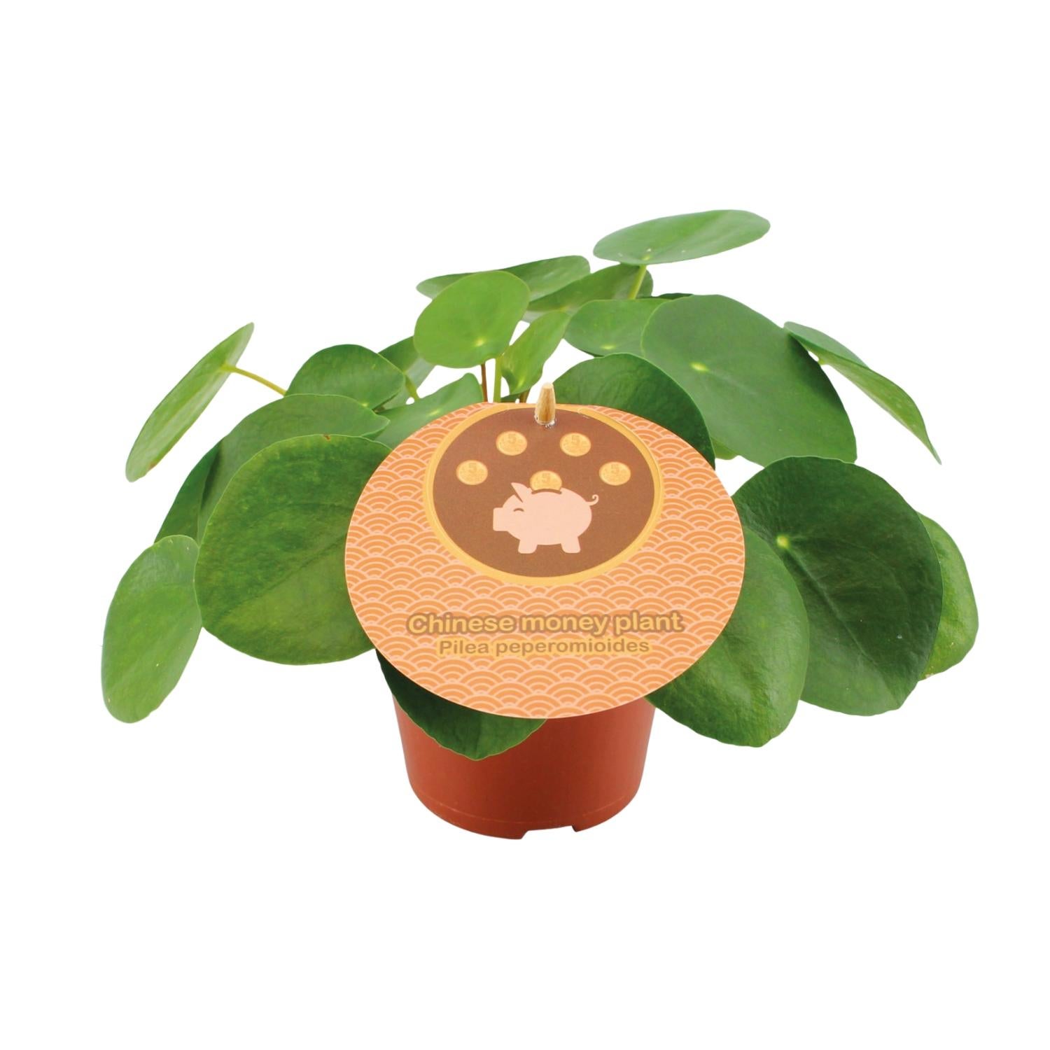 Pilea Peperomioides - Modna roślina doniczkowa - Doniczka Ø12cm - Wysokość 20cm