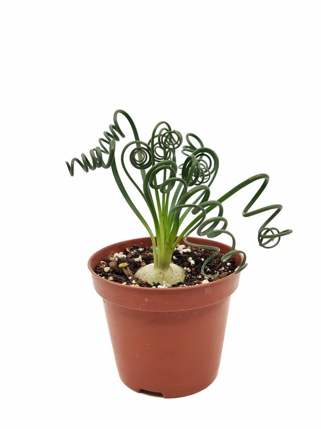 Albuca Spiralis Cactus y Suculentas