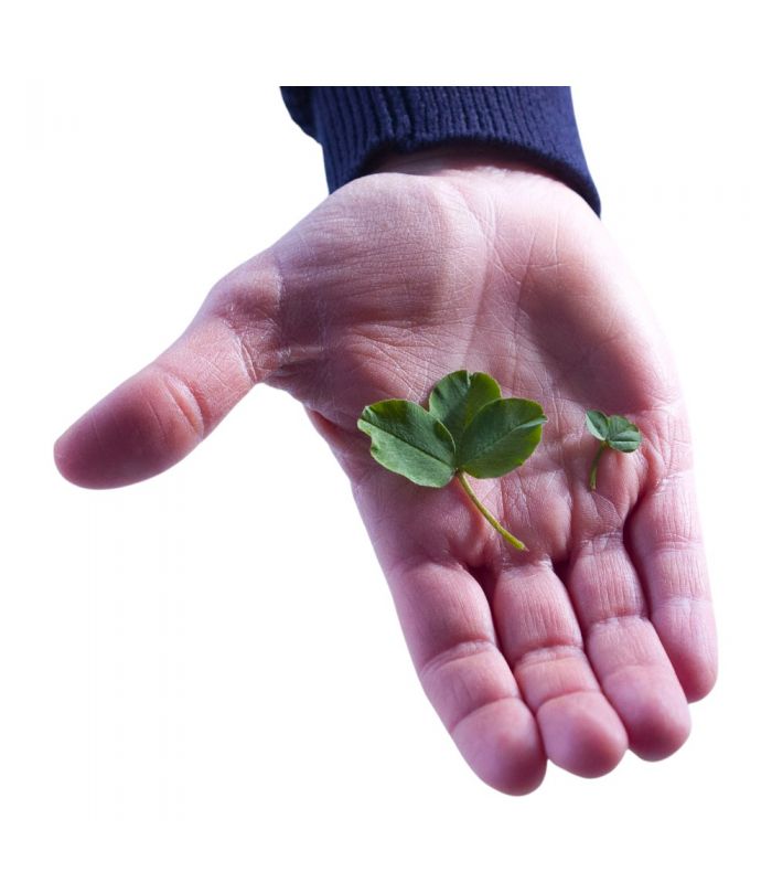 Trèfle micro-feuille gazonnant, résistant sécheresse, 1 kg, 200-350 m² - Florivert 1206296 - 4