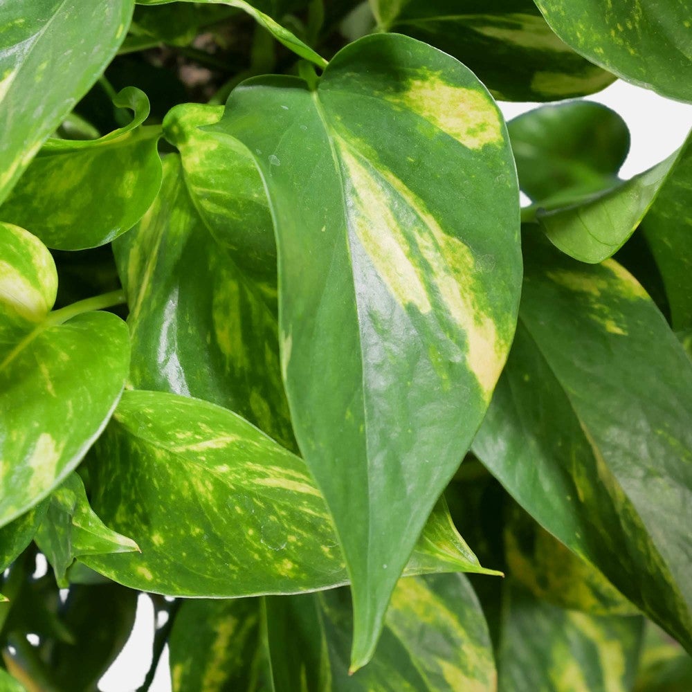 Pianta di POTHOS rampicante foglie GIGANTI Potus in vaso Basket 14 cm FOTO REALE - 2