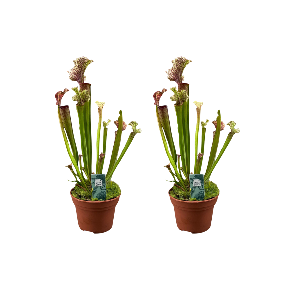 Sarracenia Judith Hindle - 2 rośliny mięsożerne doniczkowe - Doniczka Ø12cm - Wysokość 30cm