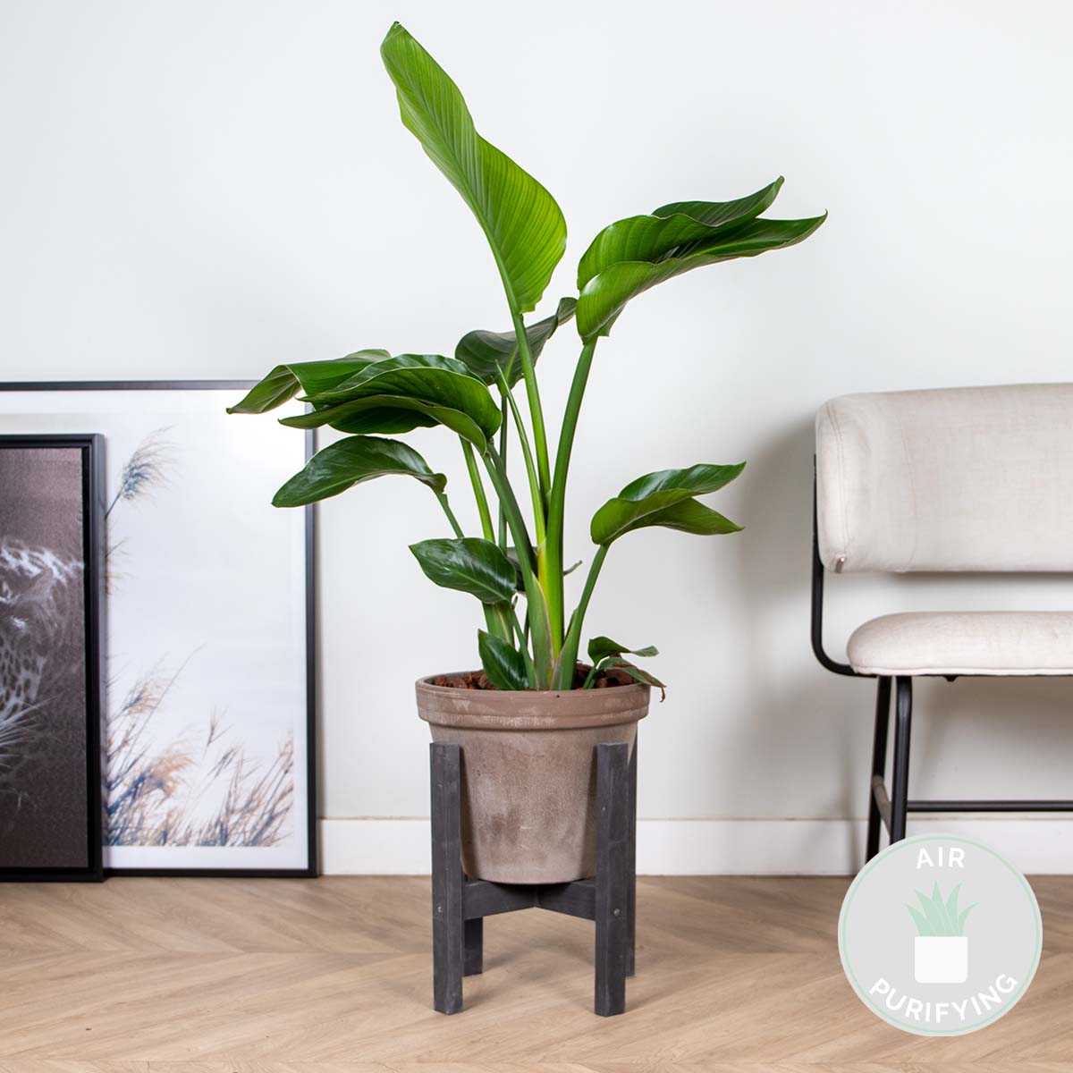 Strelitzia Nicolai - Plante Strelitzia - Oiseau de paradis - Plante d'intérieur grande - H. 70-80 cm - 2