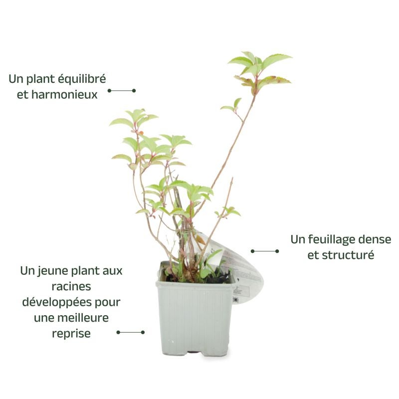 Hortensia Paniculé Fraise Melba® 'Renba' (Hydrangea Paniculata) - Godet - Taille 13/25cm - Pépinières Naudet - 3