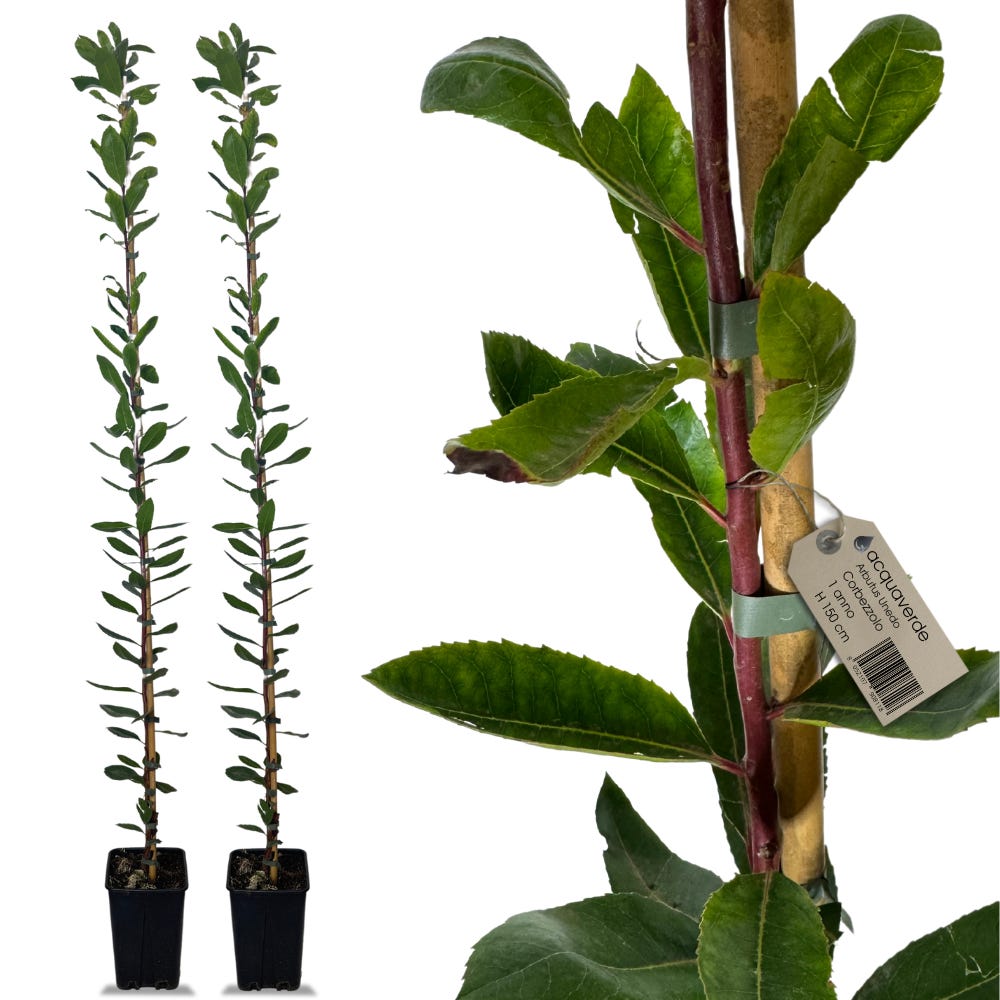 Pianta Albero Di CORBEZZOLO Ad Alberello H 130A CM ARBUTUS UNEDO IN - Foto 3