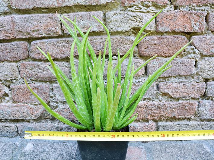 poster agave Agave Cactus 24x36