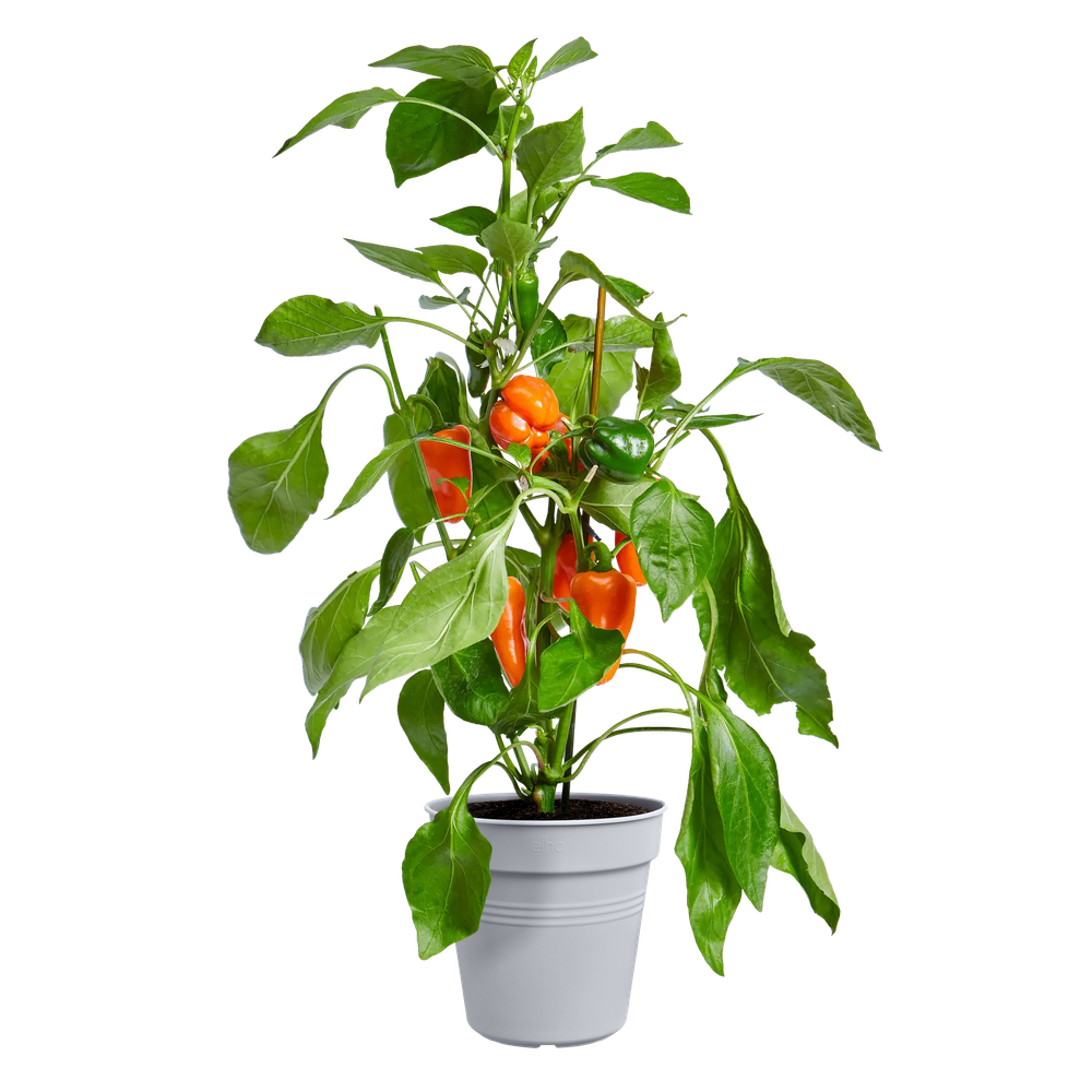 Elho Green Basics Pot De Culture 35 - Violet - Ø 35 x H 32 cm - intérieur-extérieur-culture et récolte - 100% recyclé - 2